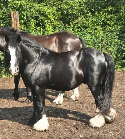 Gypsy Vanner Stallion for Stud, View more