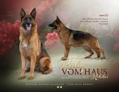 RÉSERVATIONS ~ BERGER ALLEMAND ENREGISTRÉES CKC / CCC, View more