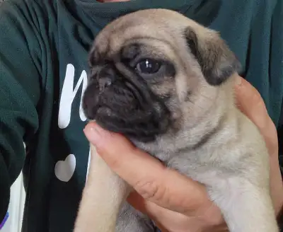 Just 1 Fawn Male Pug pup left! Puppies will be vet checked, nails clipped, first shot and a free vet...