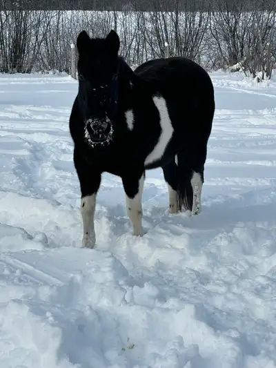 !!DUE TO NO FAULT OF HER OWN!! Missy is a 19 year old, 14.3 hands high American paint quearter horse...