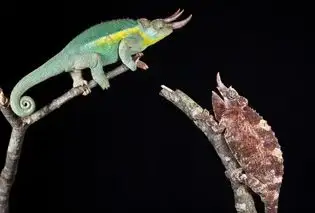 Rainbow Jackson and Yellow Crested Jackson Chameleons, View more