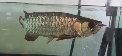 High back golden arowana with certificate, View more