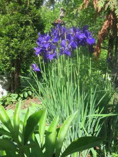 Siberian Irises, Tall and Slim,  perennials, Airport Area, View more