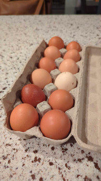 Fresh eggs from backyard hens 