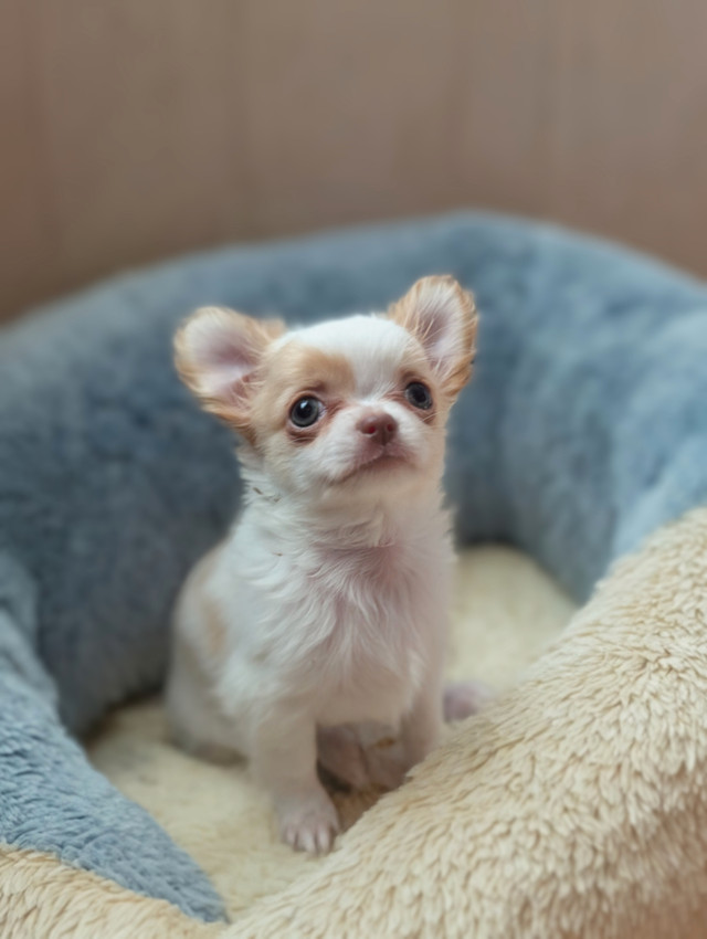 Tiny Long Coat Applehead Chihuahua Puppies in Dogs & Puppies for Rehoming in Ottawa - Image 3