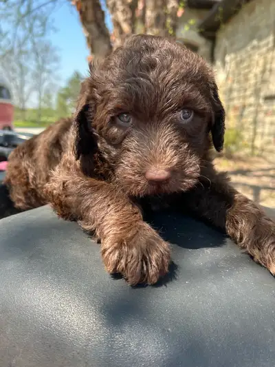 labradoodle , View more