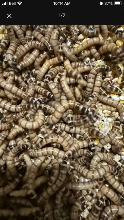 X-L Superworms (Zophobas)– in Amherst and travel to Moncton, View more