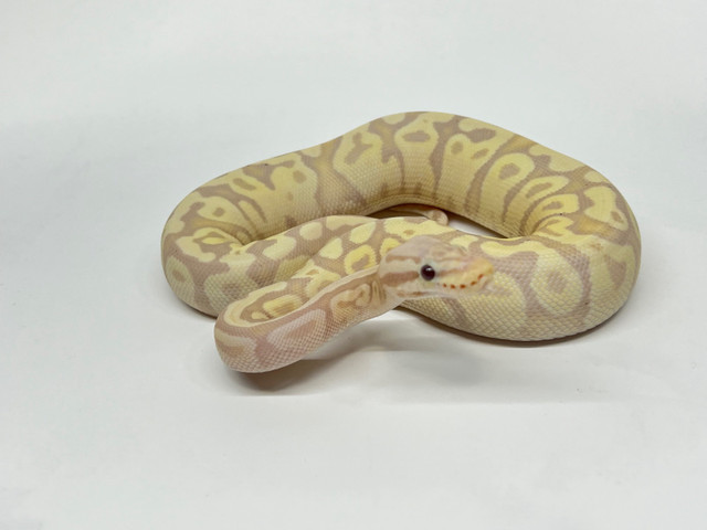 Spring Sale. Ball Pythons. Males, females, breeders. in Reptiles & Amphibians for Rehoming in Kelowna