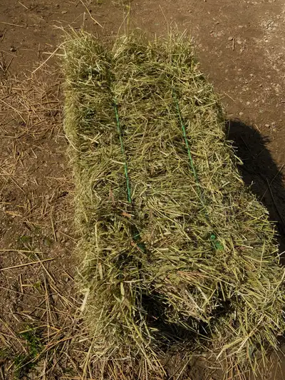 2024 first cut small squares. Great quality hay never rained on, no dust. No sprays or acids applied...