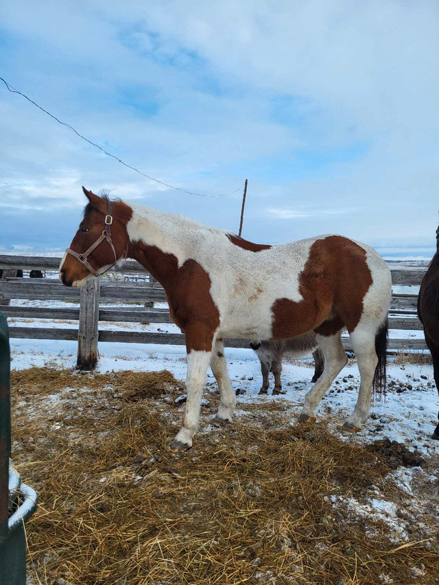 2 horses for sale  in Horses & Ponies for Rehoming in Prince Albert - Image 2
