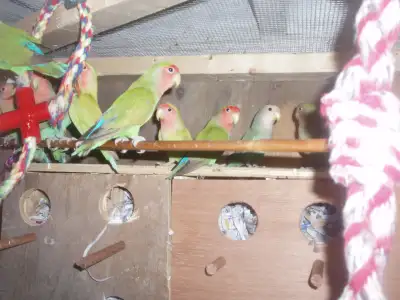 LOVEBIRDS FOR SALE new prices, View more