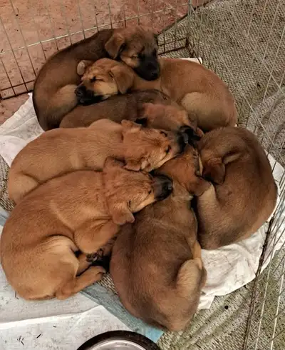 Belgian Malinois/German Shepherd puppies, View more