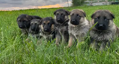 chiot berger allemand pure, View more