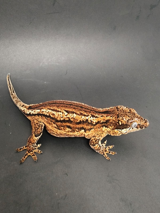 female gargoyle gecko in Reptiles & Amphibians for Rehoming in Delta/Surrey/Langley - Image 2