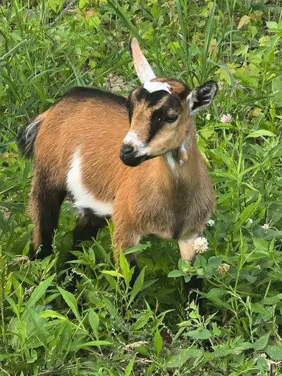 Nigerian Dwarf Doelings , View more