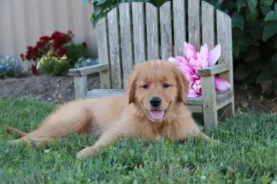 Sweetest Golden Retriever Puppies, View more