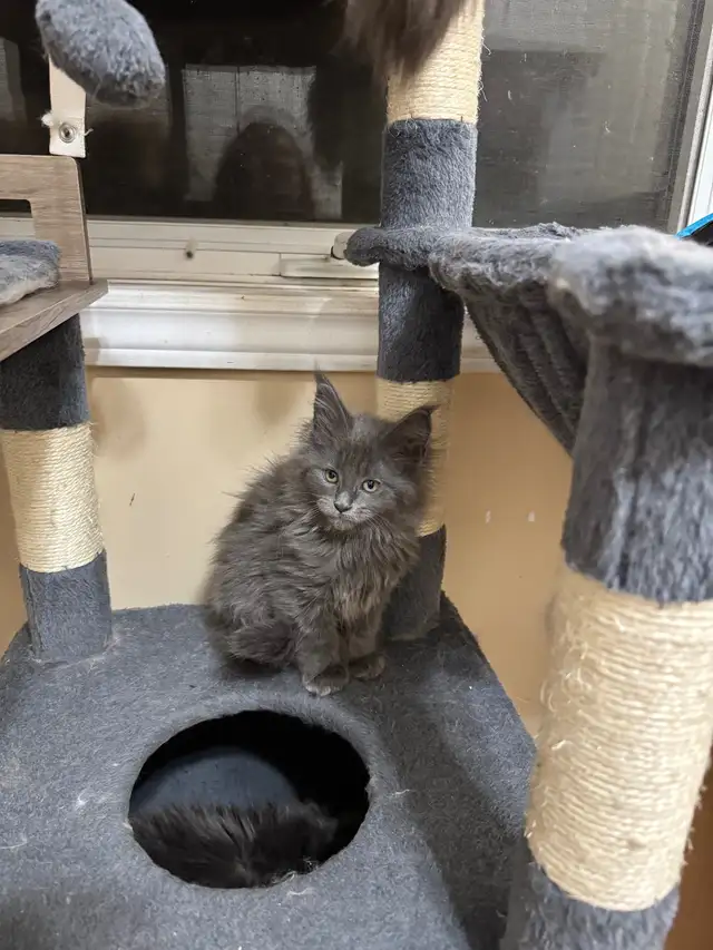 Maine coon babies in Cats & Kittens for Rehoming in Moncton - Image 4
