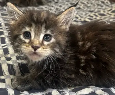 Maine Coon Kittens, View more