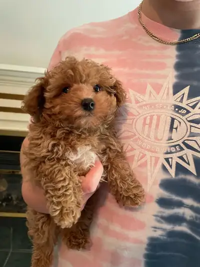 Happiest little puppy ever, even his vet was impressed with his adorable personality He has beautifu...