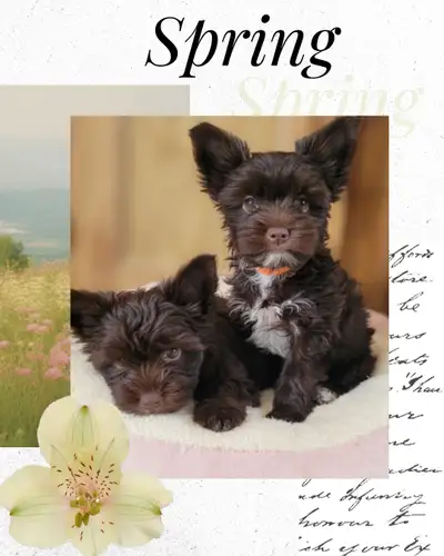 Rare dark chocolate yorkie puppies, View more