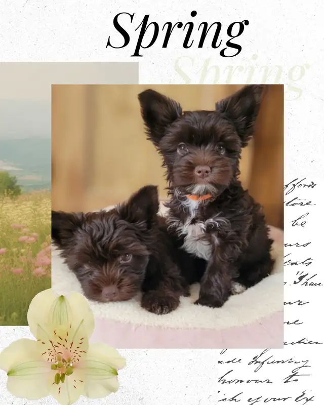 Rare dark chocolate yorkie puppies in Dogs & Puppies for Rehoming in City of Toronto - Image 2