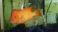 Large Orange Cichlid to Rehome