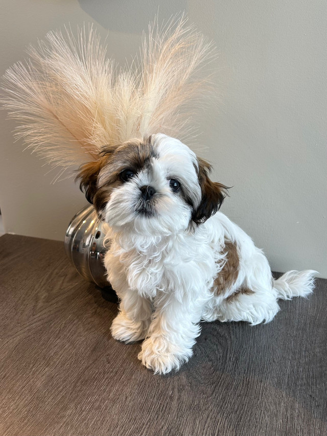 SOLD-❤️ TINY RARE Girl Shih Tzu ❤️  in Dogs & Puppies for Rehoming in Winnipeg