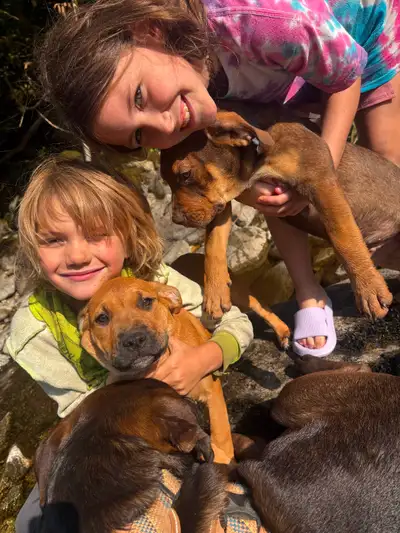 Cane Corso Pitt bull mix Puppies, View more