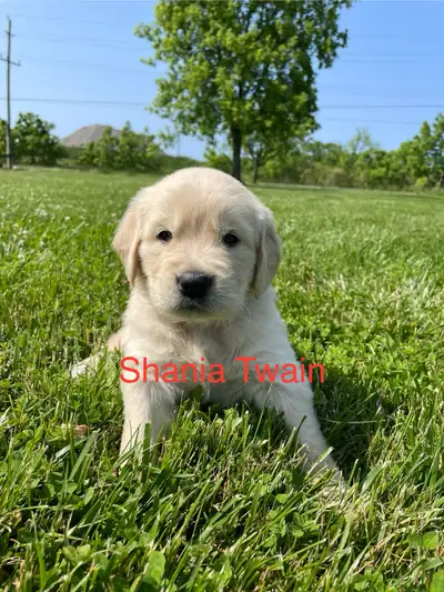 Purebred Golden Retriever Puppies, View more