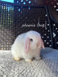 *Beautuful Holland Lop baby bunnies!*