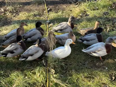 I am looking to rehome my 6 drake call ducks. They were born August 19,2025. The all white one is a...
