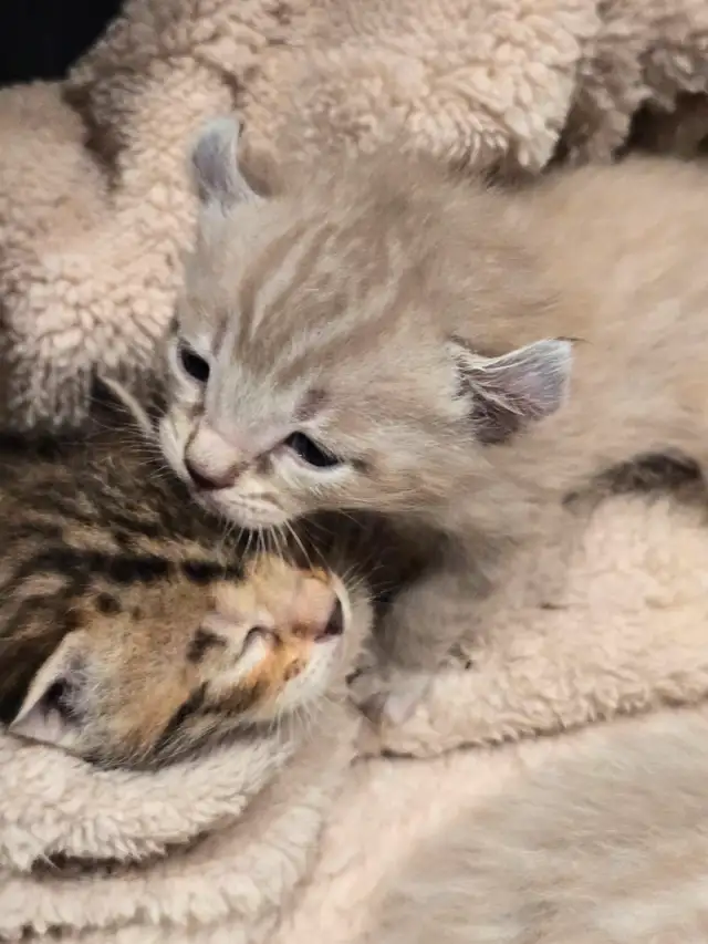 chaton  highland lynx et bengal in Cats & Kittens for Rehoming in Longueuil / South Shore - Image 3