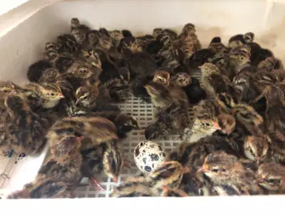 Quail Chicks, View more