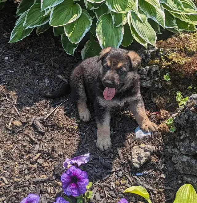 5 Czech Line CKC Registered Working Line German Shepherd in Dogs & Puppies for Rehoming in Owen Sound - Image 9