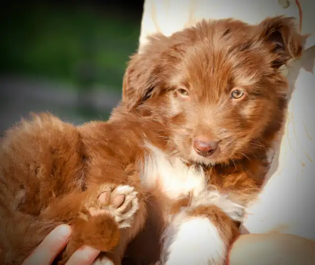 DOODLES TRÈS RARES BORDOODLES F1, CHOIX DE 6 COULEURS ,CHIOTS, in Dogs & Puppies for Rehoming in Laurentides - Image 11