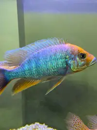 African cichlid XL fish