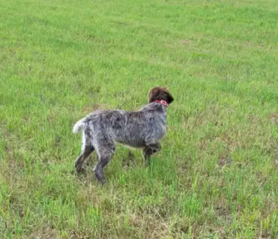 Wirehaired Griffon female and Doodle puppy  available!!, View more