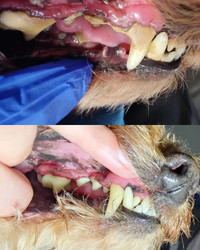 Dog teeth cleaning