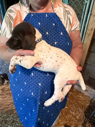 German Shorthaired Pointer  Puppies Wingshot_GSPs, View more