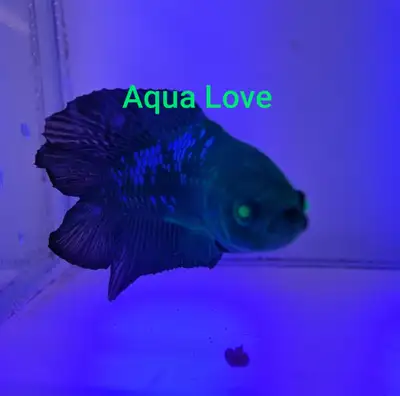 Super Beautiful Available in: Crown Tail King Crown Tail Double Tail Serious Inquiries