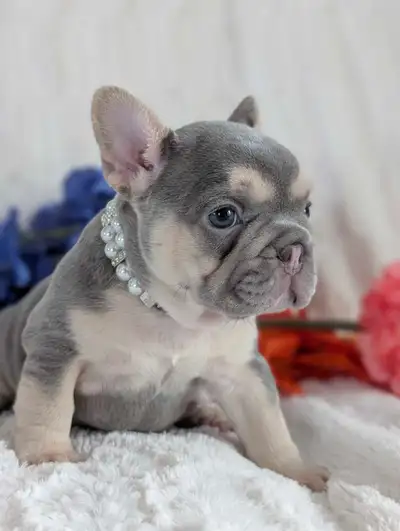 Bouledogues Français / french bulldog, View more