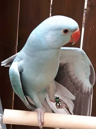 Indian Ringneck Babies Hand fed banded 2026 oshawa, View more