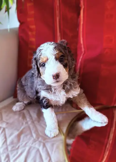 Multigen Mini Australian Mountain Doodles, View more