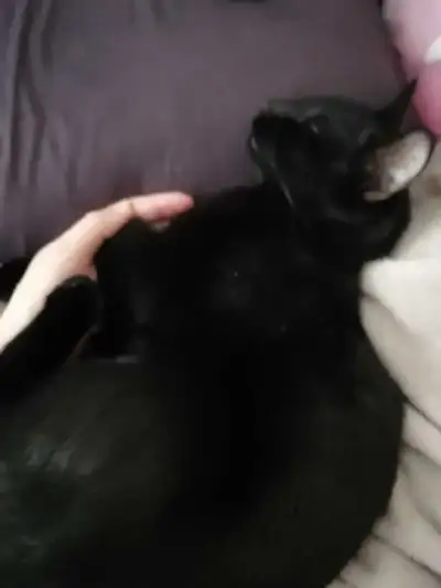 1 Year Old Kitten Needs Home, View more