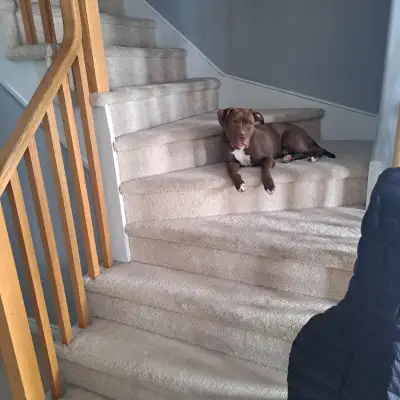 Puppy foresale, View more