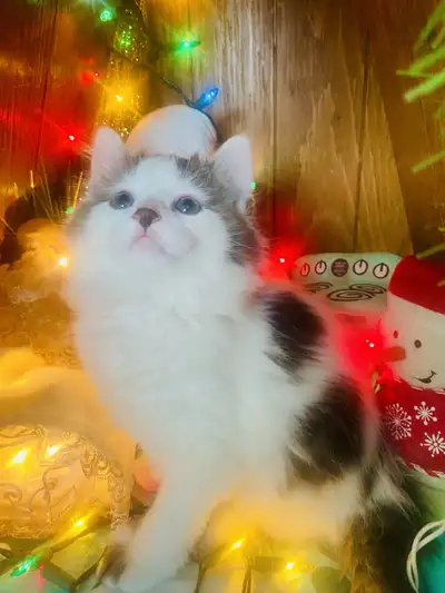 Christmas Certified Vaccinated Hypoallergenic Siberian kittens, View more
