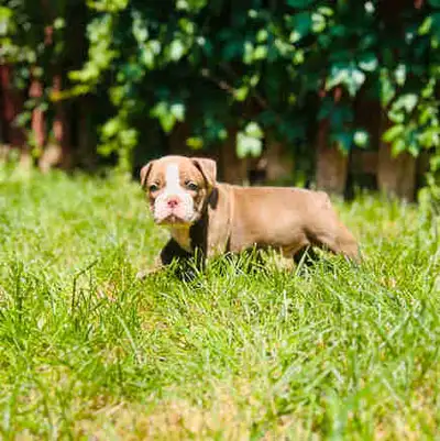 Male Bulldog puppy, View more