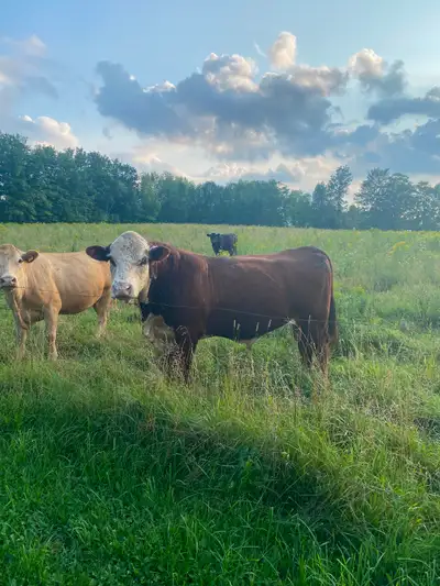Polled Hereford Bull, View more