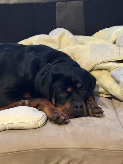 Purebred Rottweilers, View more