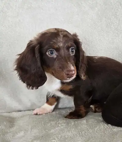 Long Hair Miniature Dachshund Puppies, View more
